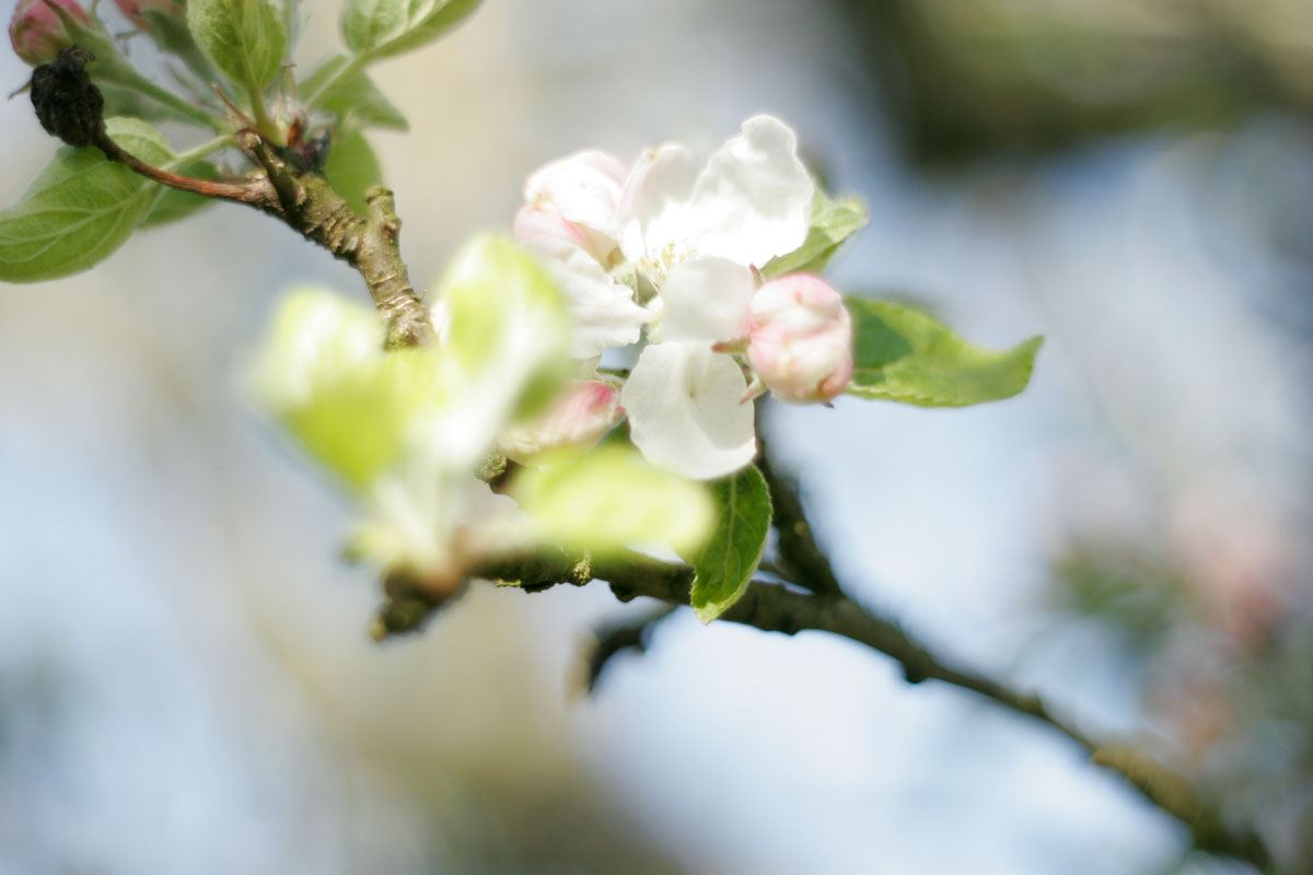Apfelblüte – ©Claudia Buckowitz Apfelblüte - ©Claudia Buckowitz