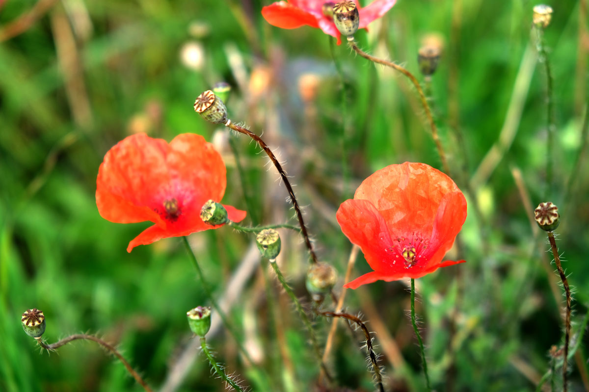 Mohn - ©Claudia Buckowitz