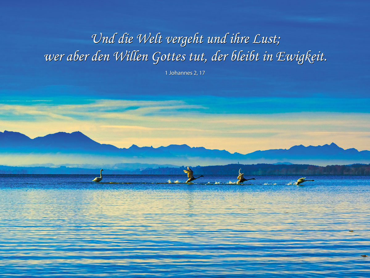 Ammersee mit Schwäne