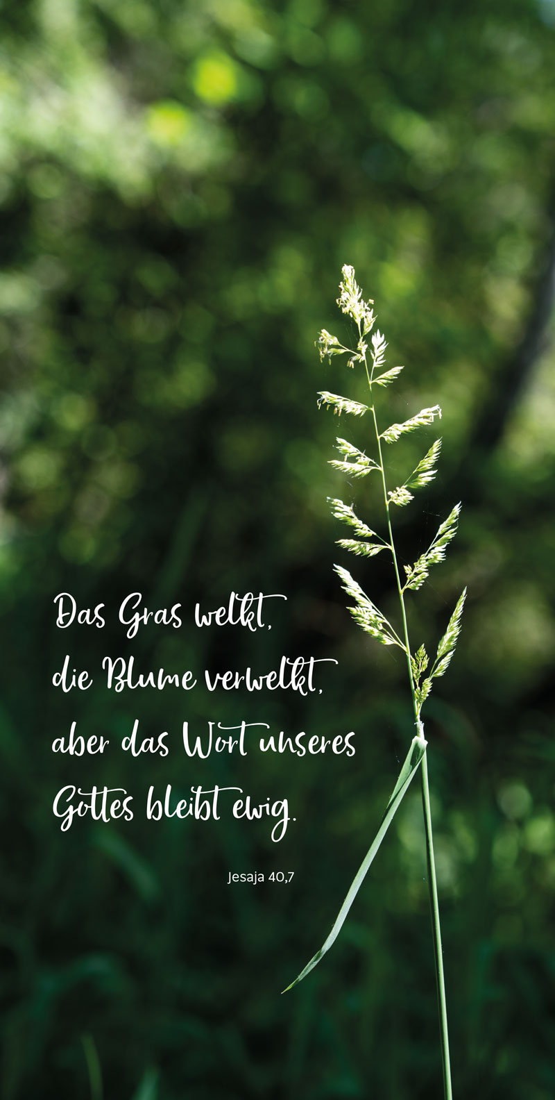 Material Infos Startseite - Gras mit verschwommenen Hintergrund