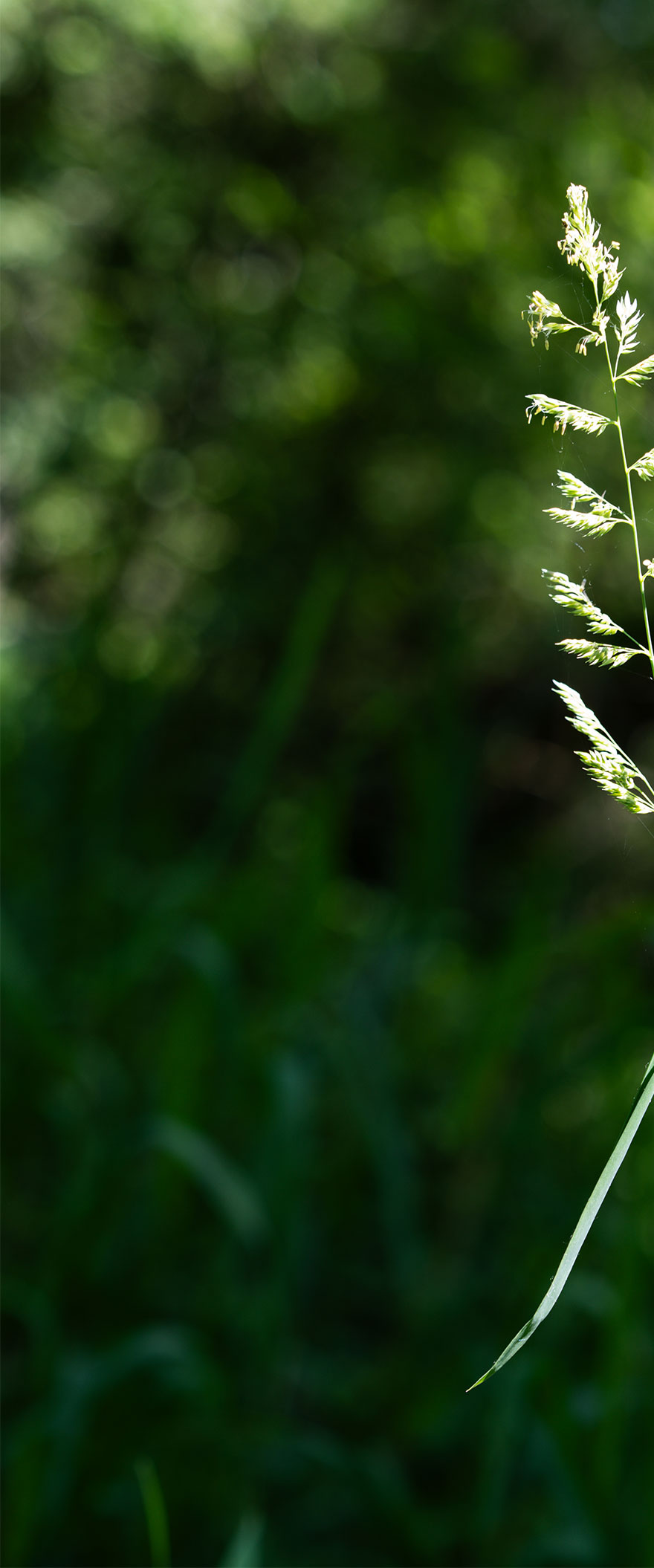 Hintergrund für Warenkorb – Grass Hintergrund für Warenkorb - Grass