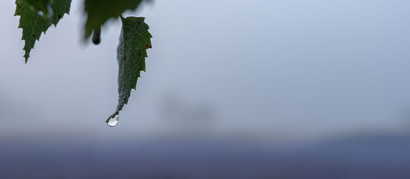 Tautropfen auf einem Blatt
