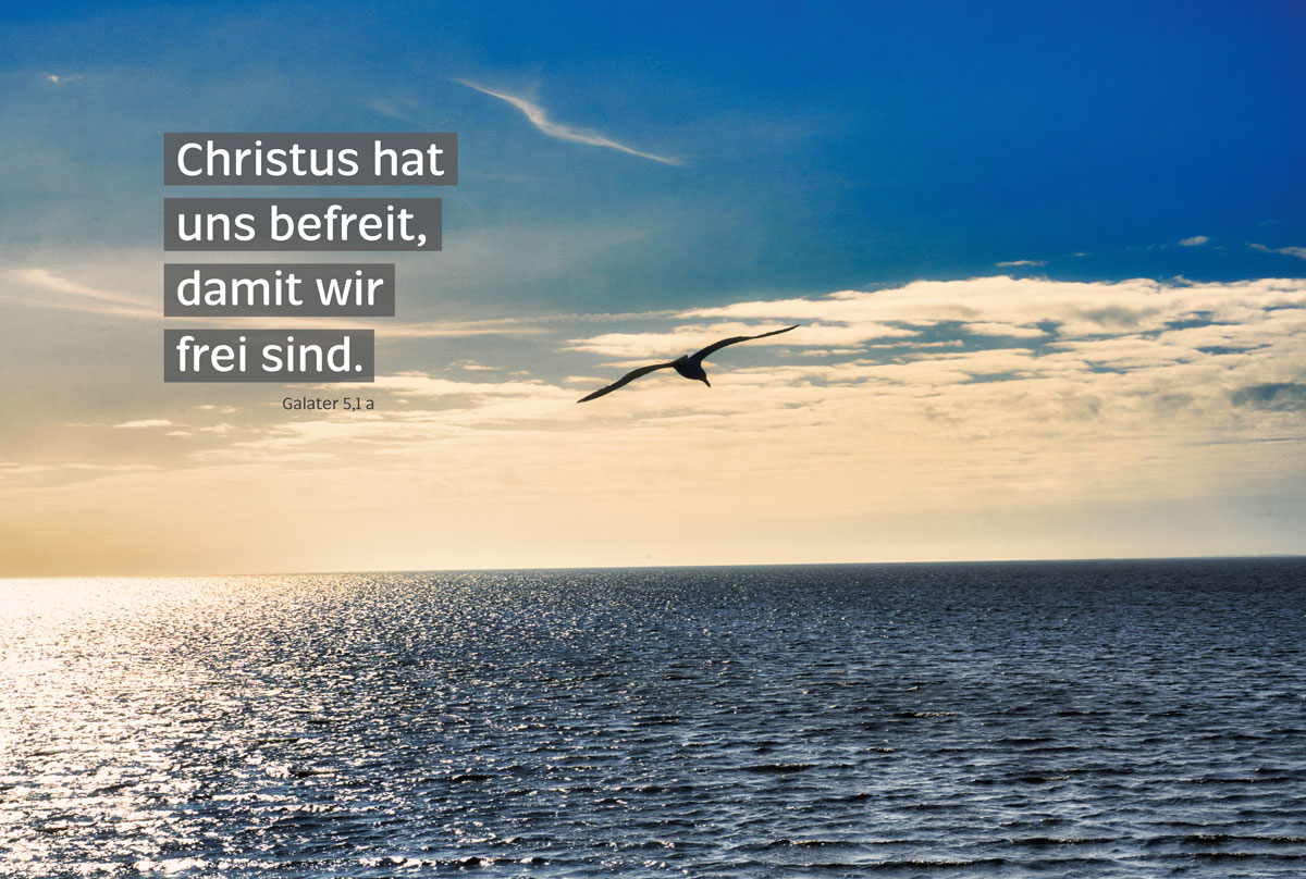 Meer und Möve - Befreit