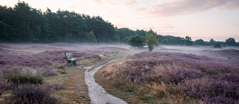 Wege durch die Heide