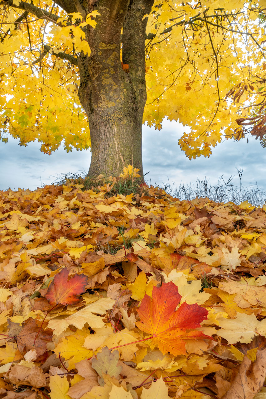 Ahornbaum mit gelbem Herbstlaub und orangefarbenen Ahornblättern auf dem Boden