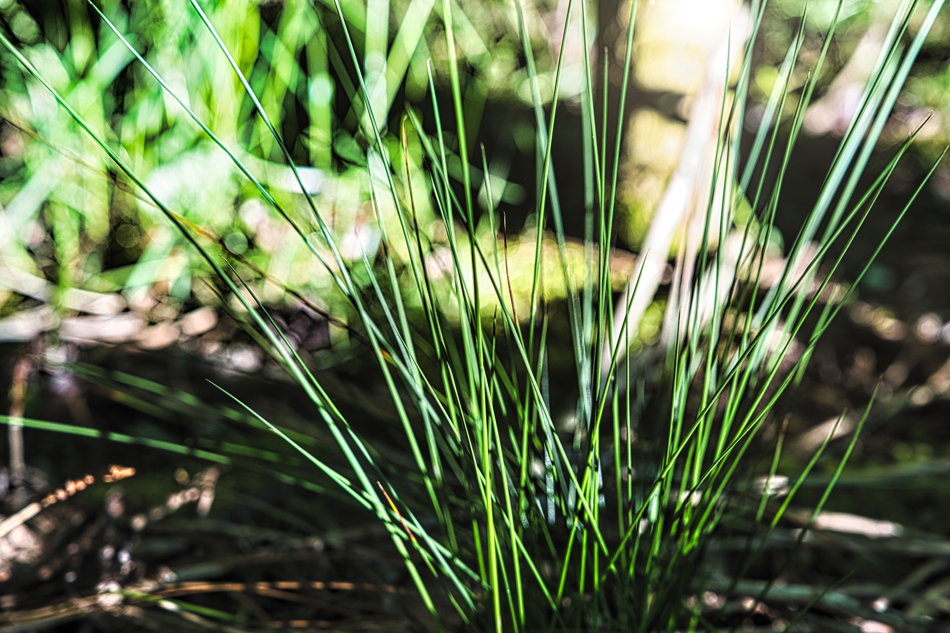 Dünne grüne Halme im Sonnenlicht vor einem unscharfen Naturhintergrund