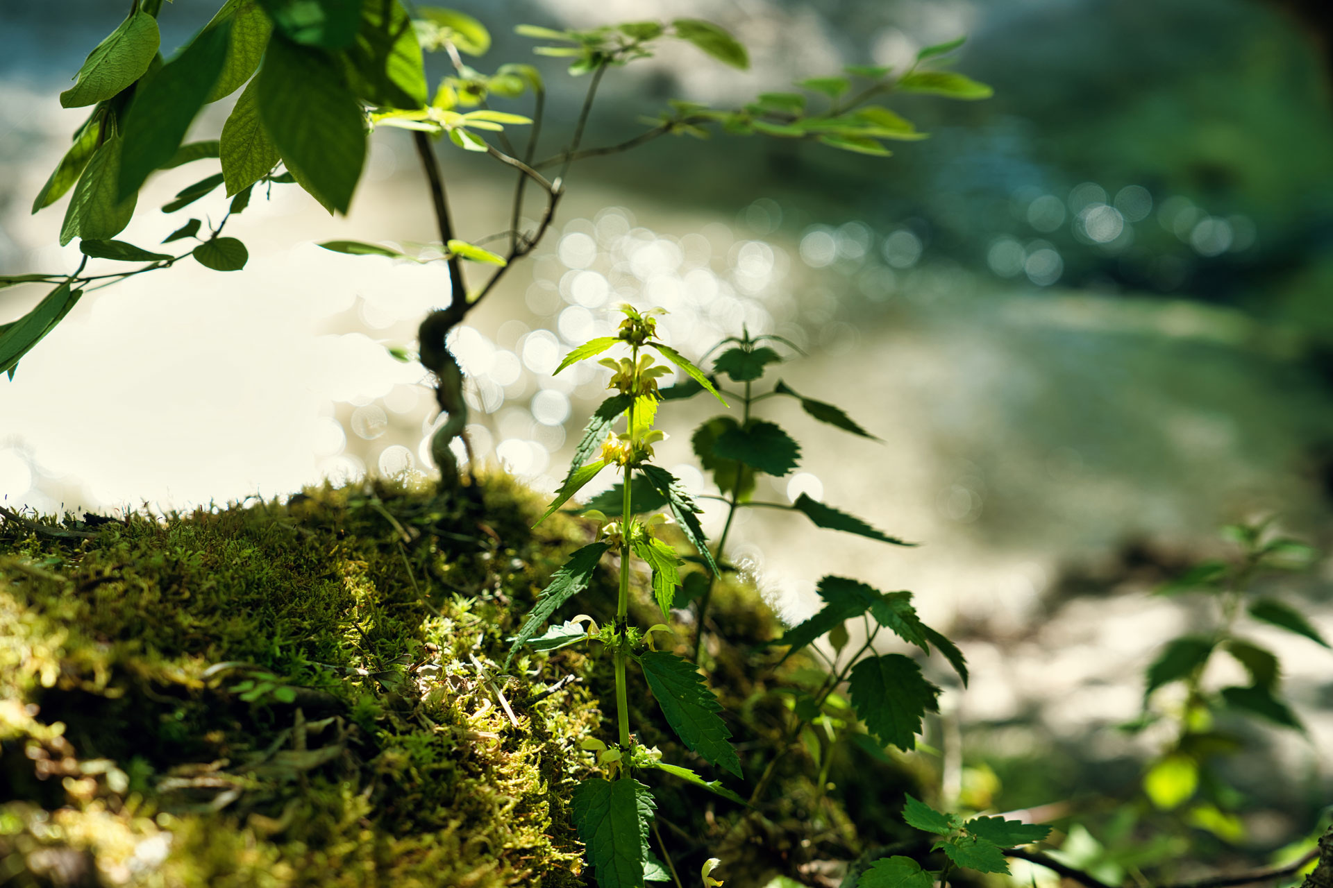 Grüne Pflanze mit kleinen hellen Blüten auf moosigem Boden vor glitzerndem Hintergrund