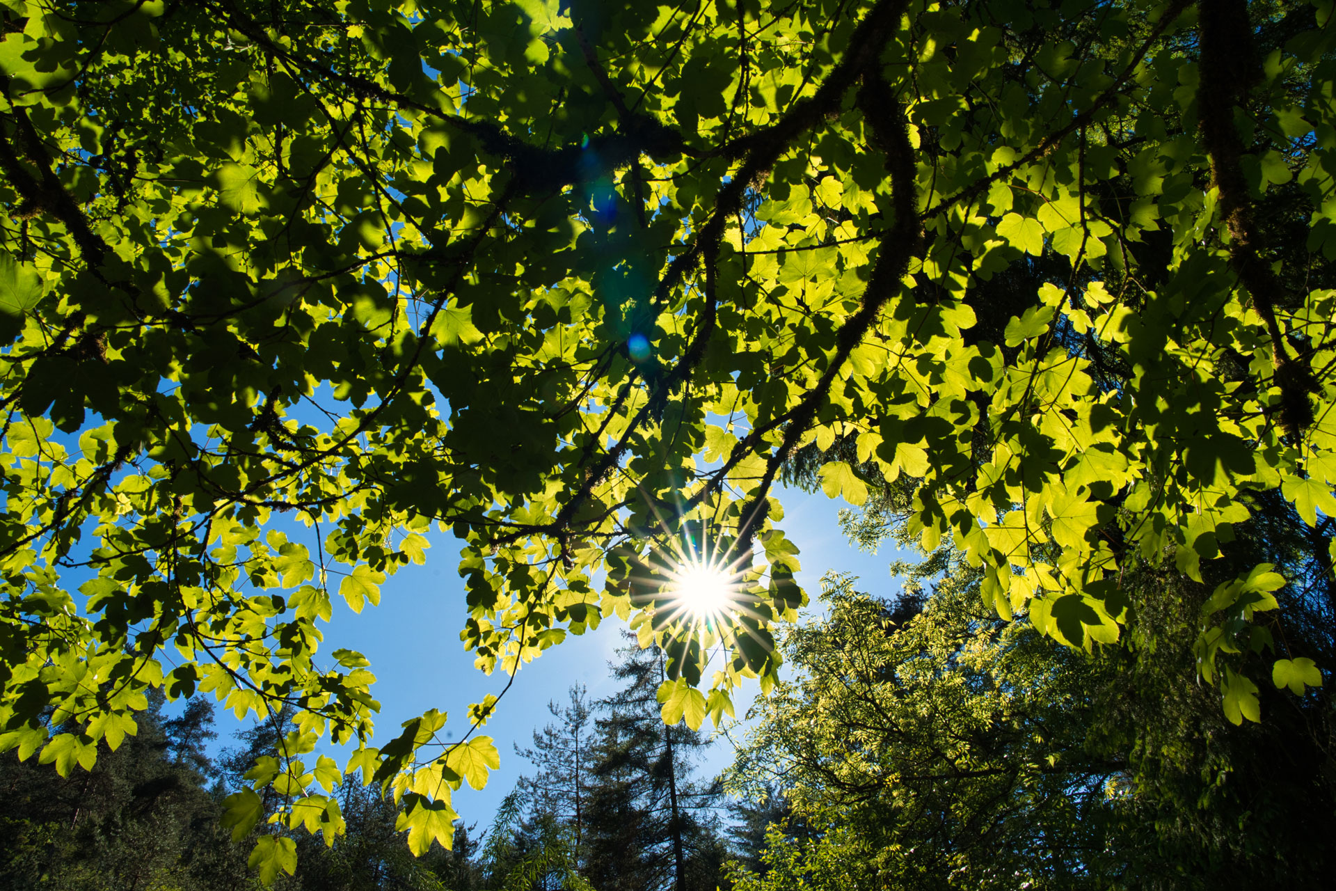 Sonnenstrahlen fallen durch grüne Blätter vor blauem Himmel