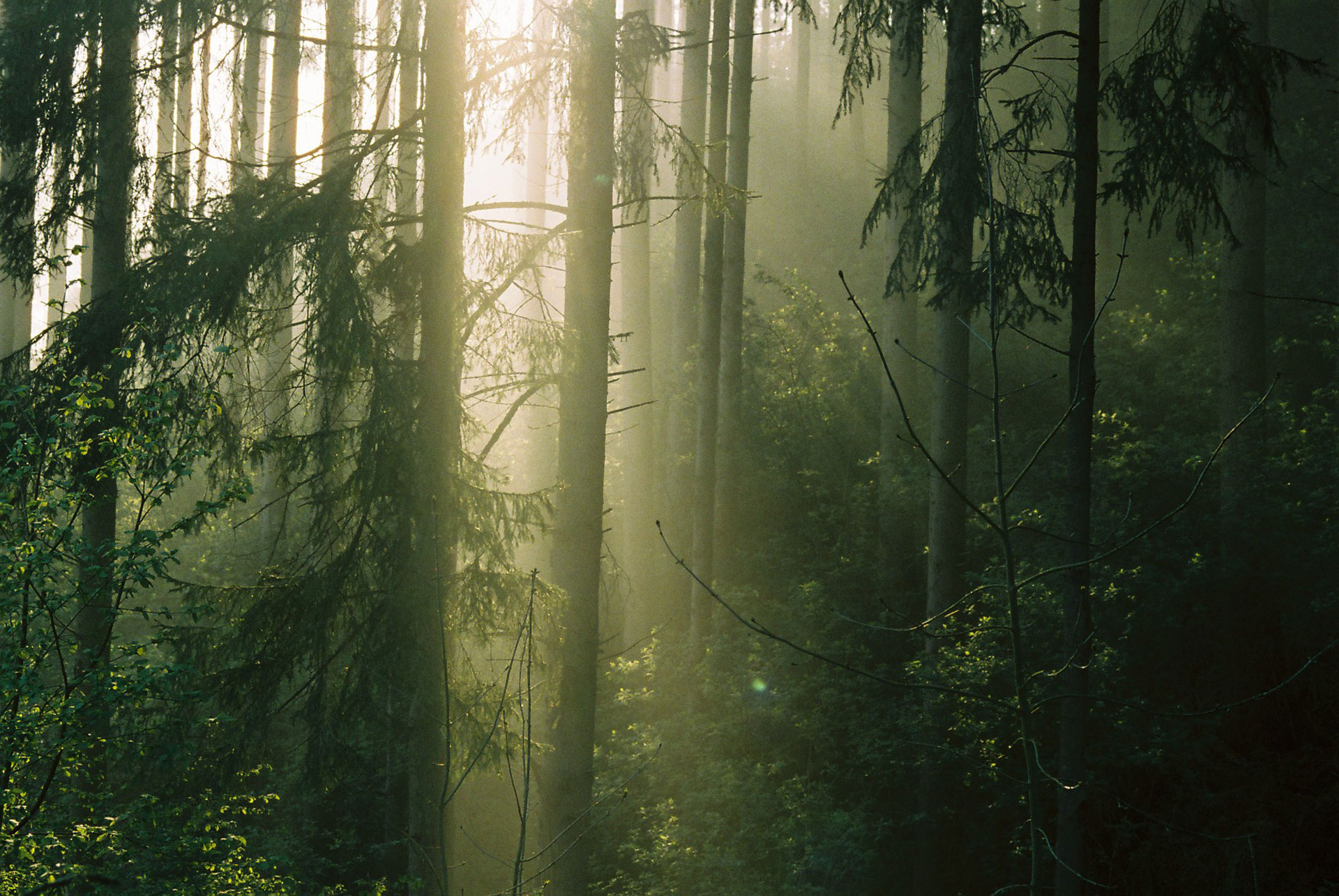 Sonnenstrahlen fallen durch hohe Bäume in einen nebligen Wald