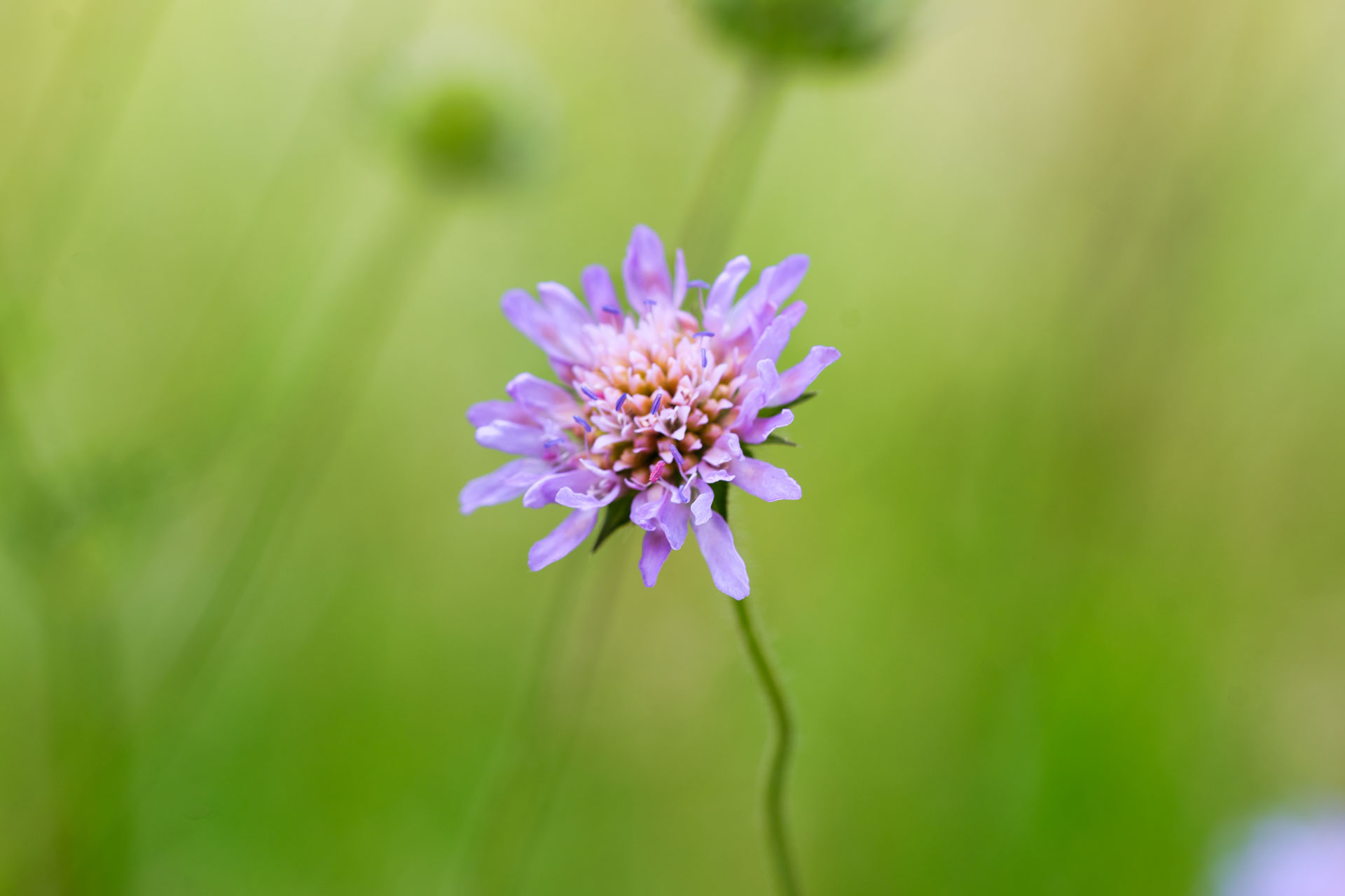 Violette Wildblume an einem dünnen Stängel vor weich verschwommenem grünem Hintergrund